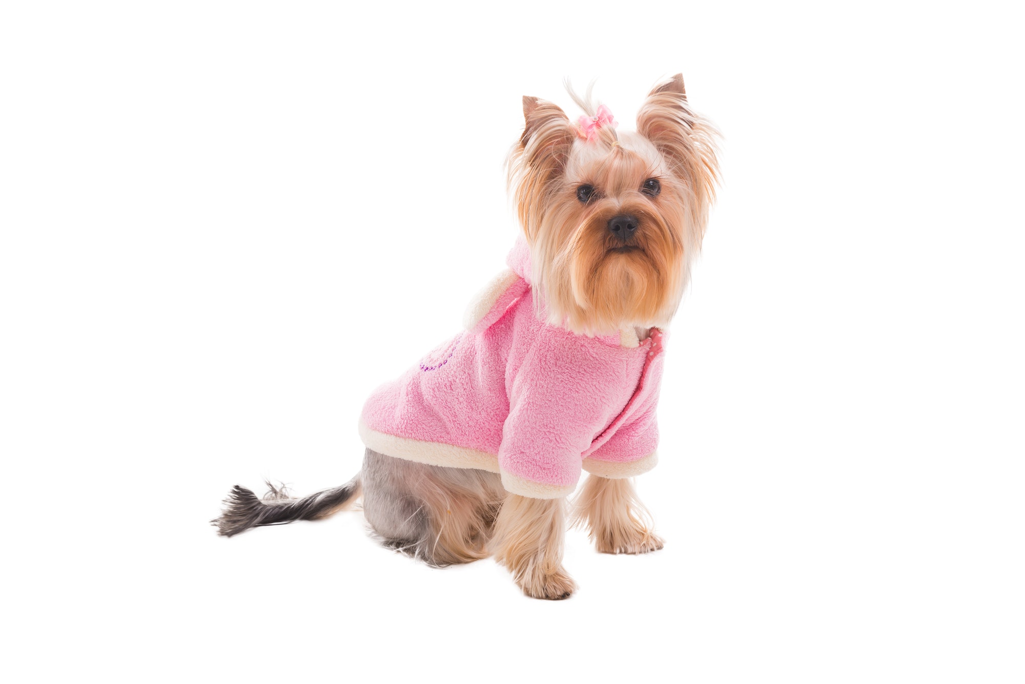 Cute dog in pink.
